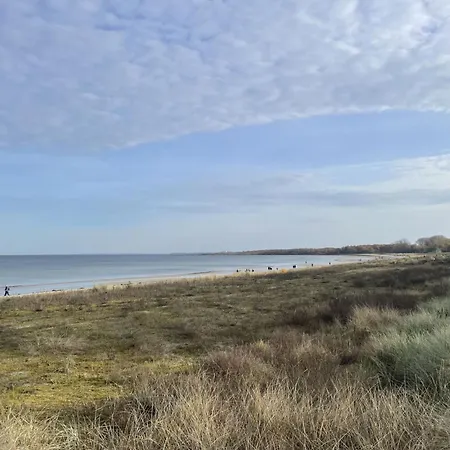 Strandflieder 109 *